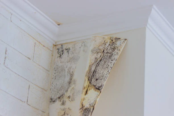 Best Water Damage & Mold Remediation  in Lindsay, TX